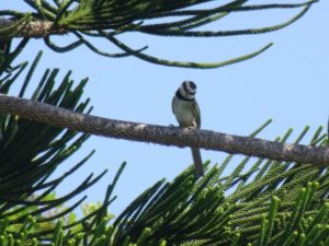 Tatco B&B by Shimoni - birds