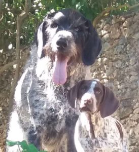 Tatco B&B by Shimoni - Daisy & Ernie, our pointer doggies also enjoy keeping you entertained!