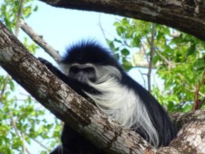 Tatco B&B by Shimoni - colobus monkey