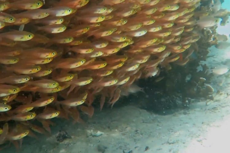 Tay Belcher's amazing dive at Wasini Marine Park