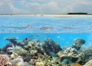 Dolphins by Kisite Marine Park near Wasini Island