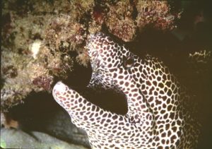A spotty moray eel underneath Kisite Marine Park coral reef